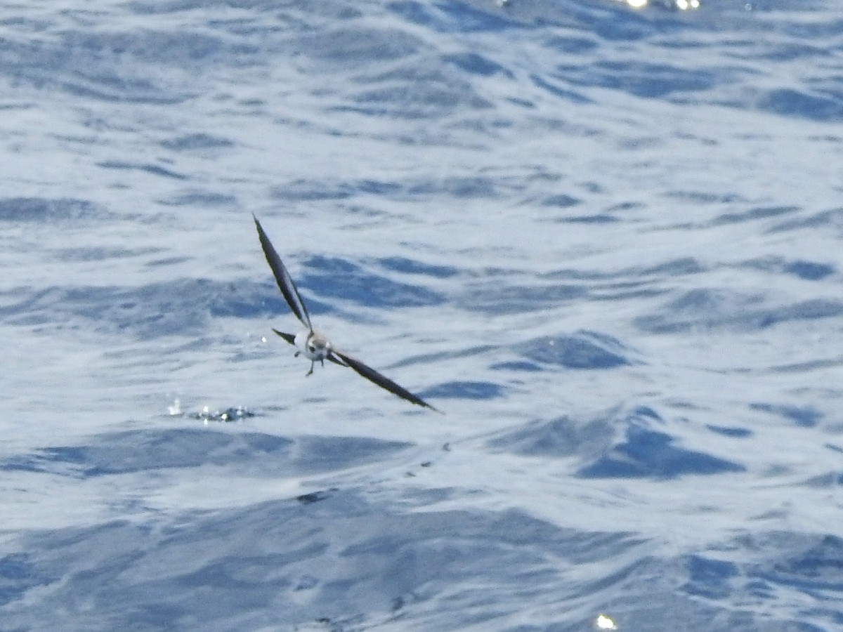 יסעורון לבן-פנים - ML646225151