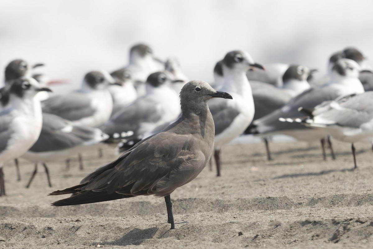 Gray Gull - ML646225152
