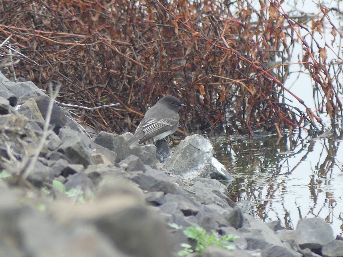 Black Phoebe - ML646225153