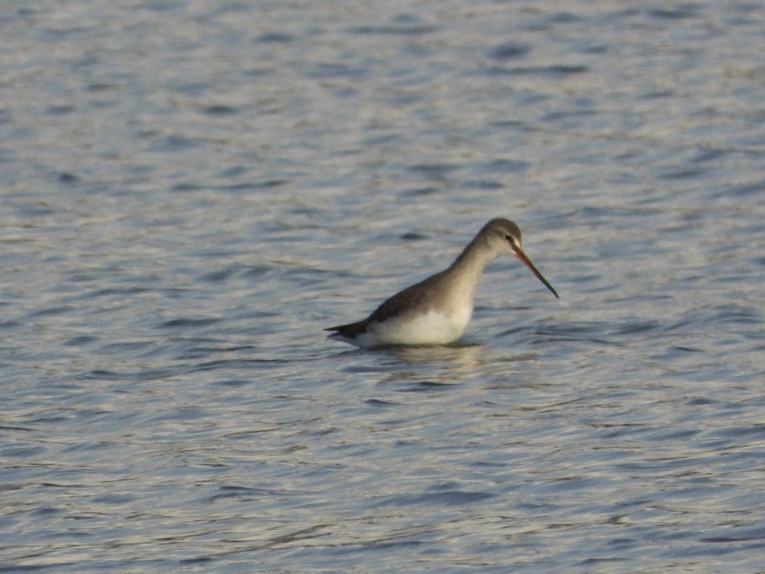 ביצנית אדומת-רגל - ML646225154
