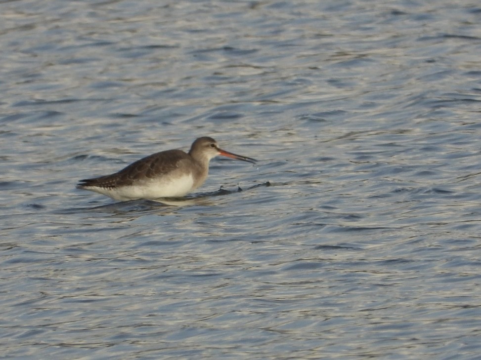 ביצנית אדומת-רגל - ML646225155