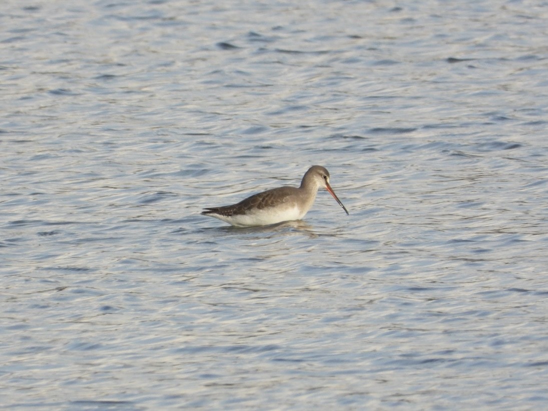 ביצנית אדומת-רגל - ML646225156
