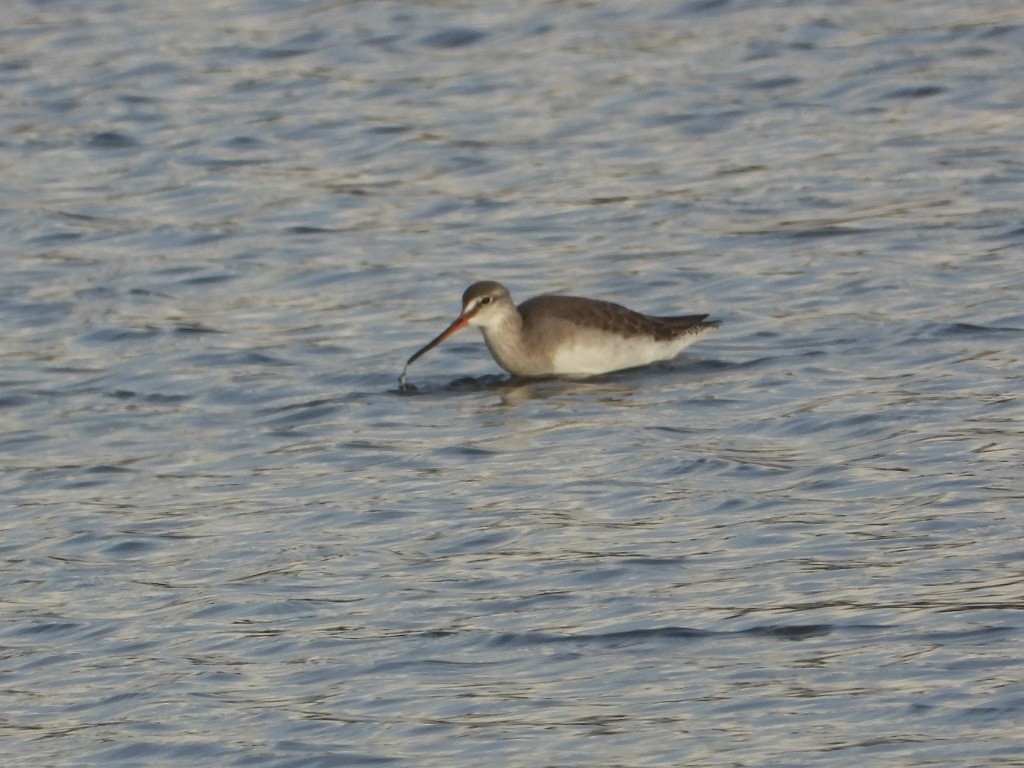 ביצנית אדומת-רגל - ML646225157
