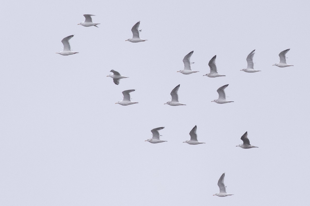 שחף עקוד-מקור - ML646225158
