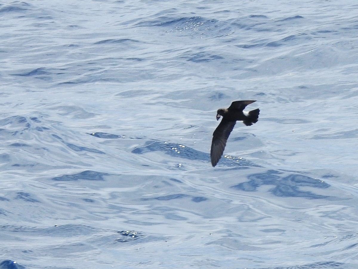 יסעורון מדירה - ML646225159