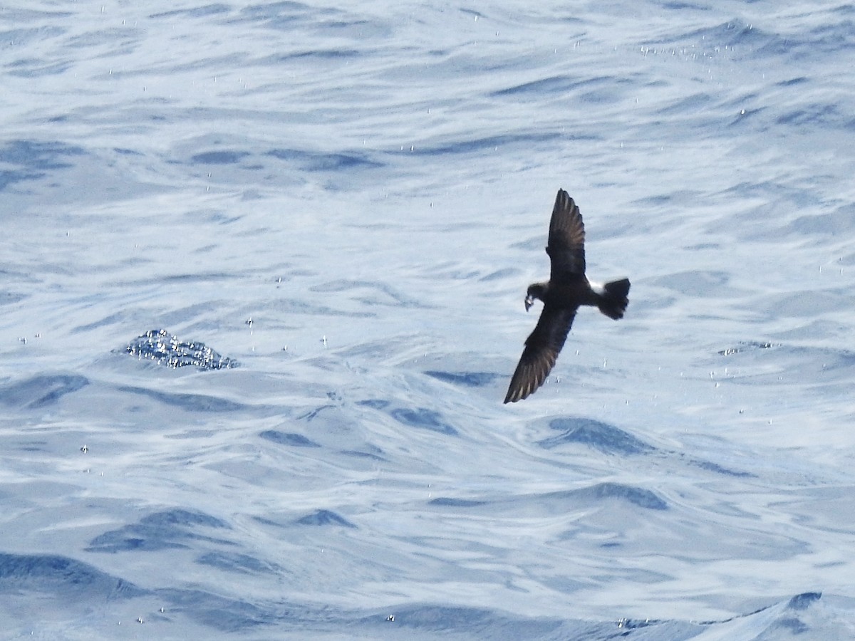 יסעורון מדירה - ML646225160