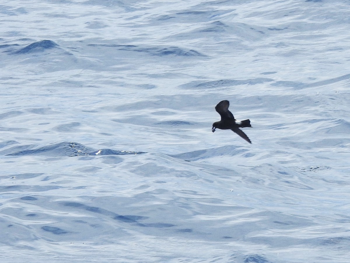 יסעורון מדירה - ML646225161