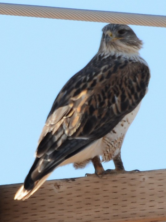 Ferruginous Hawk - ML646225162