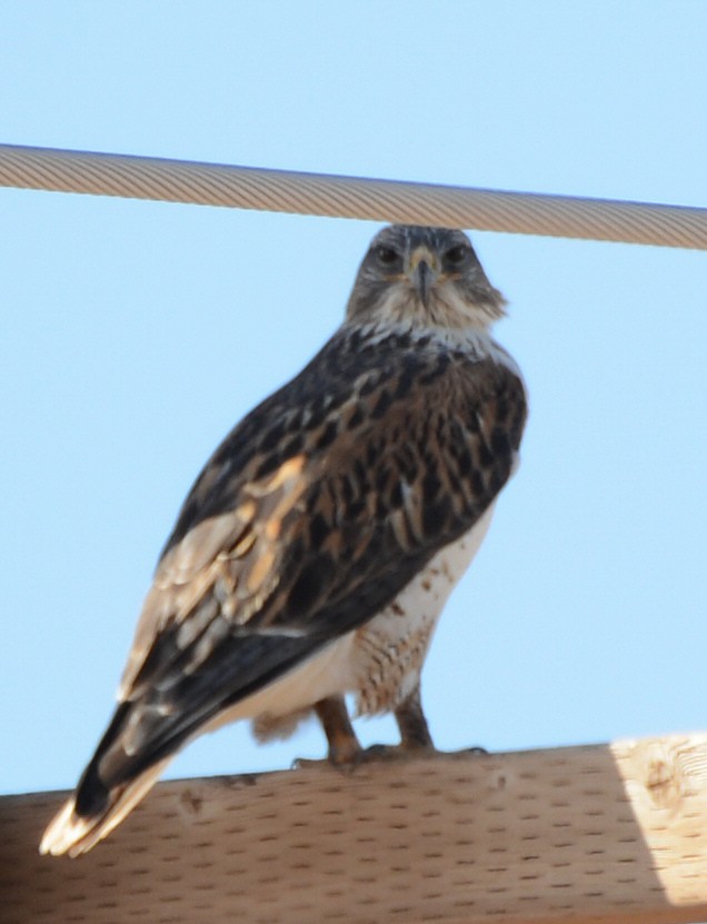 Ferruginous Hawk - ML646225163