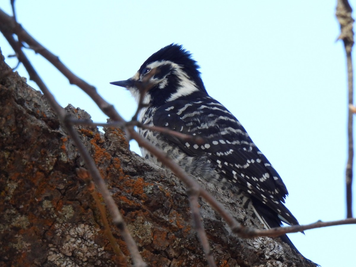 Nuttall's Woodpecker - ML646225164