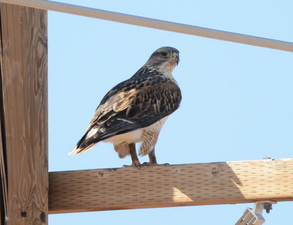 Ferruginous Hawk - ML646225165