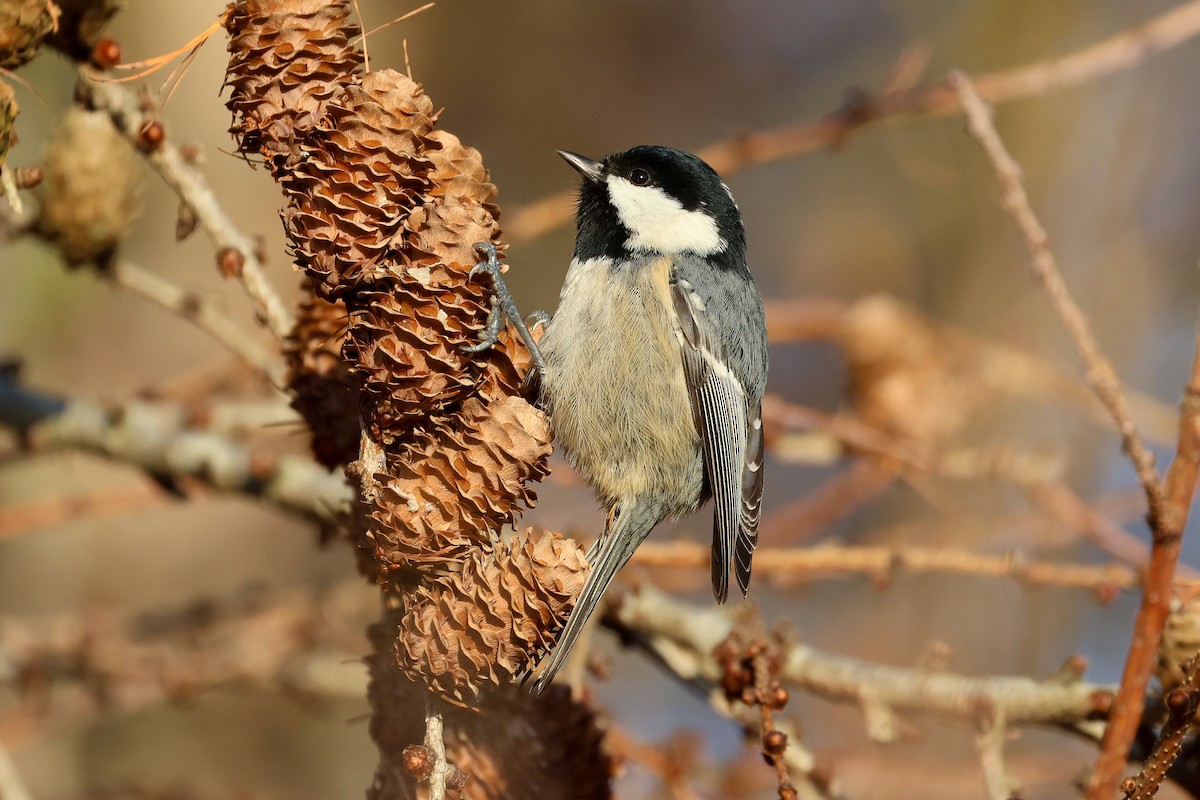 ירגזי שחור - ML646225166