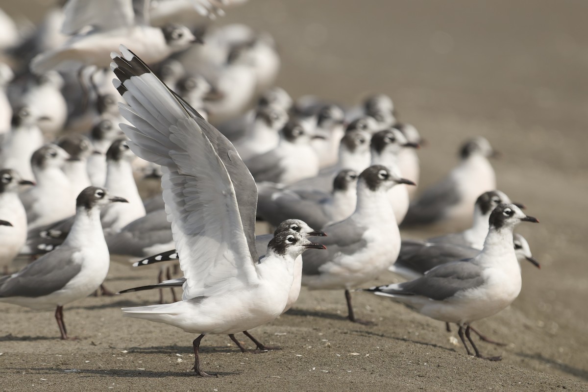 Franklin antxeta - ML646225170