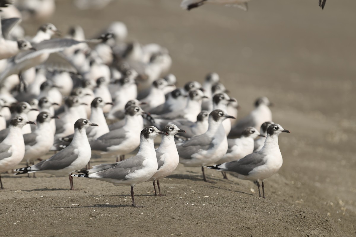 Franklin antxeta - ML646225171