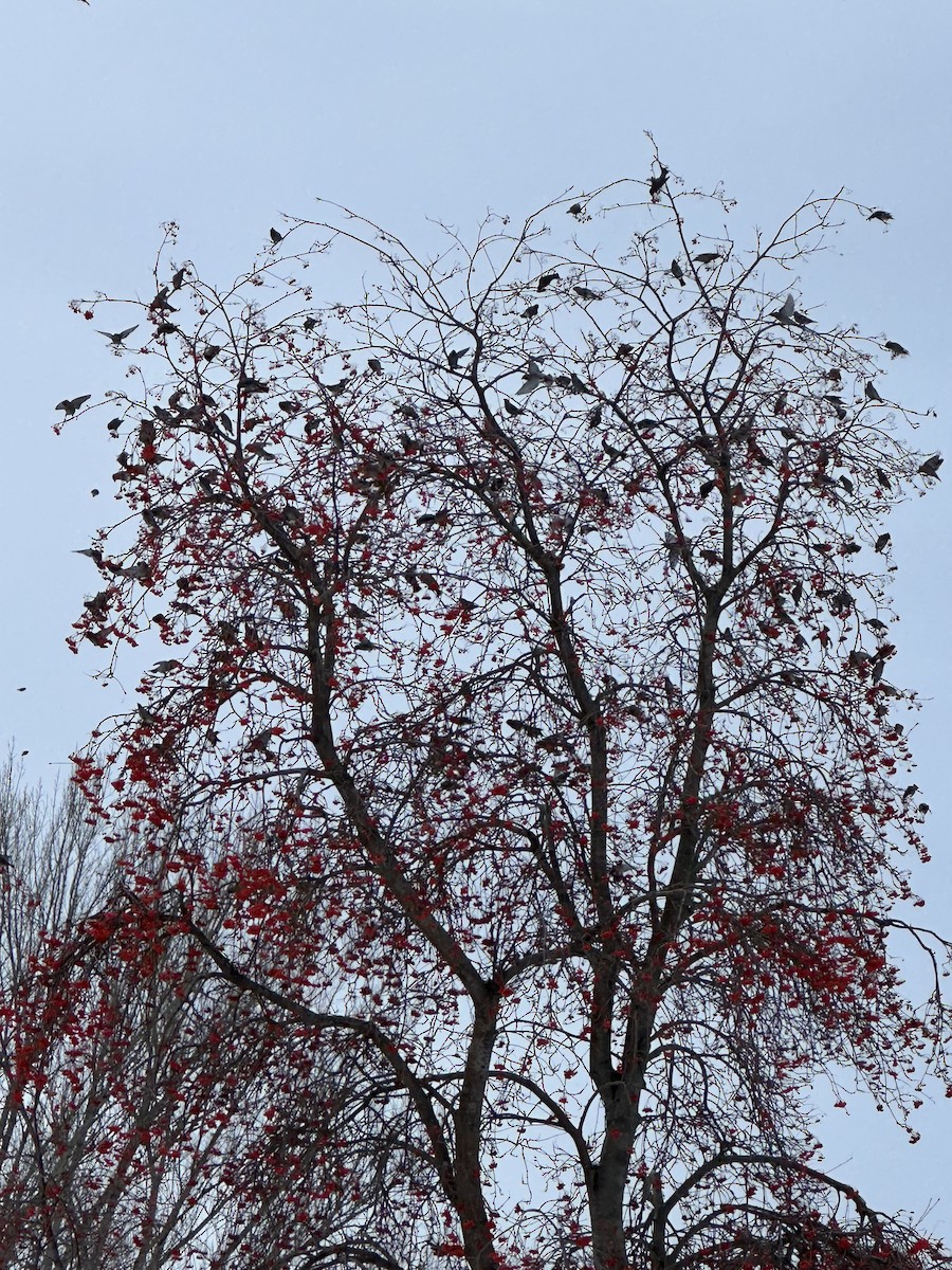 Bohemian Waxwing - ML646225174