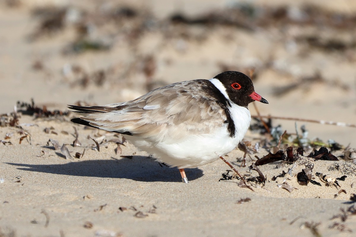 Hooded Plover - ML646225176