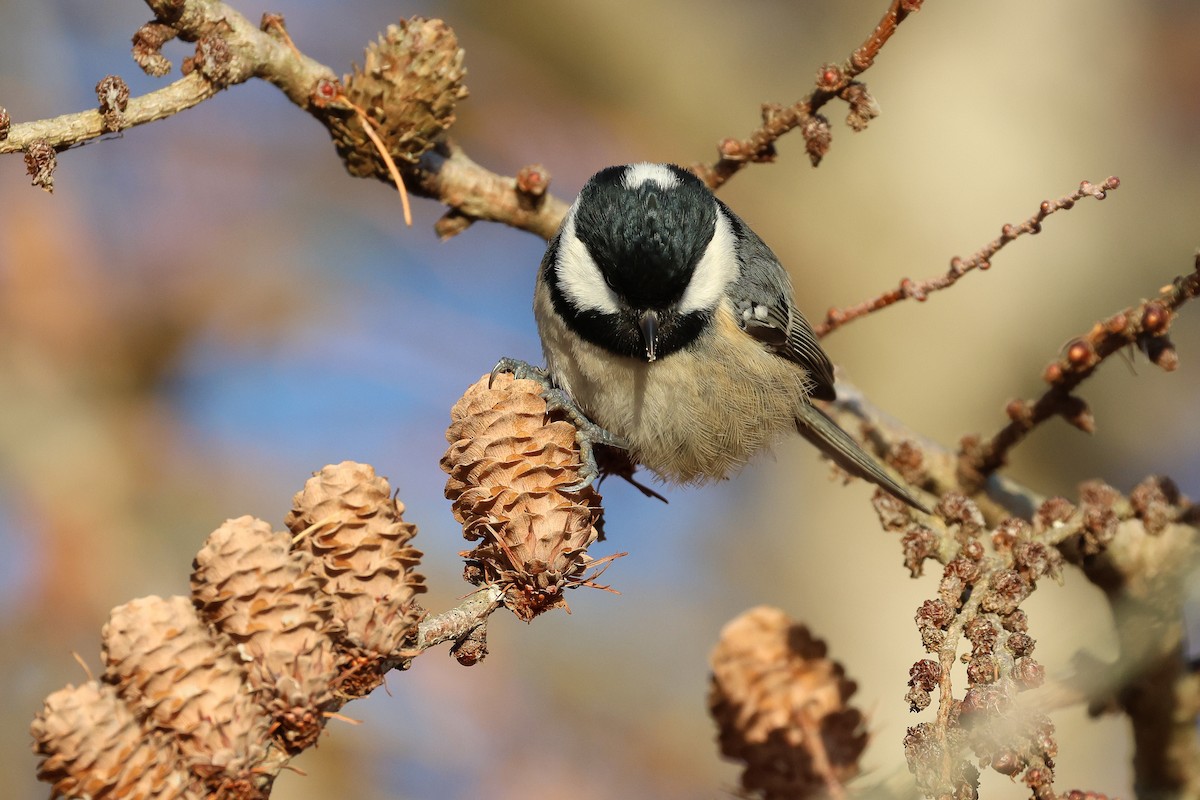 Coal Tit - ML646225179