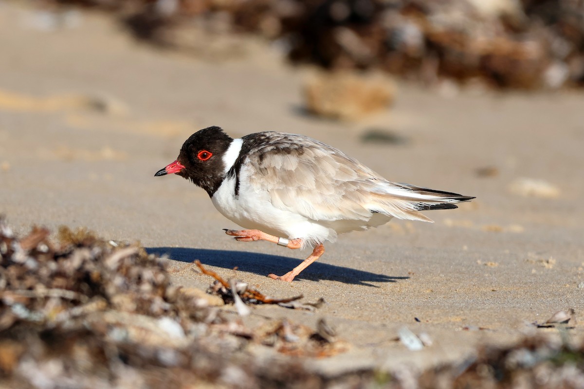 Hooded Plover - ML646225180