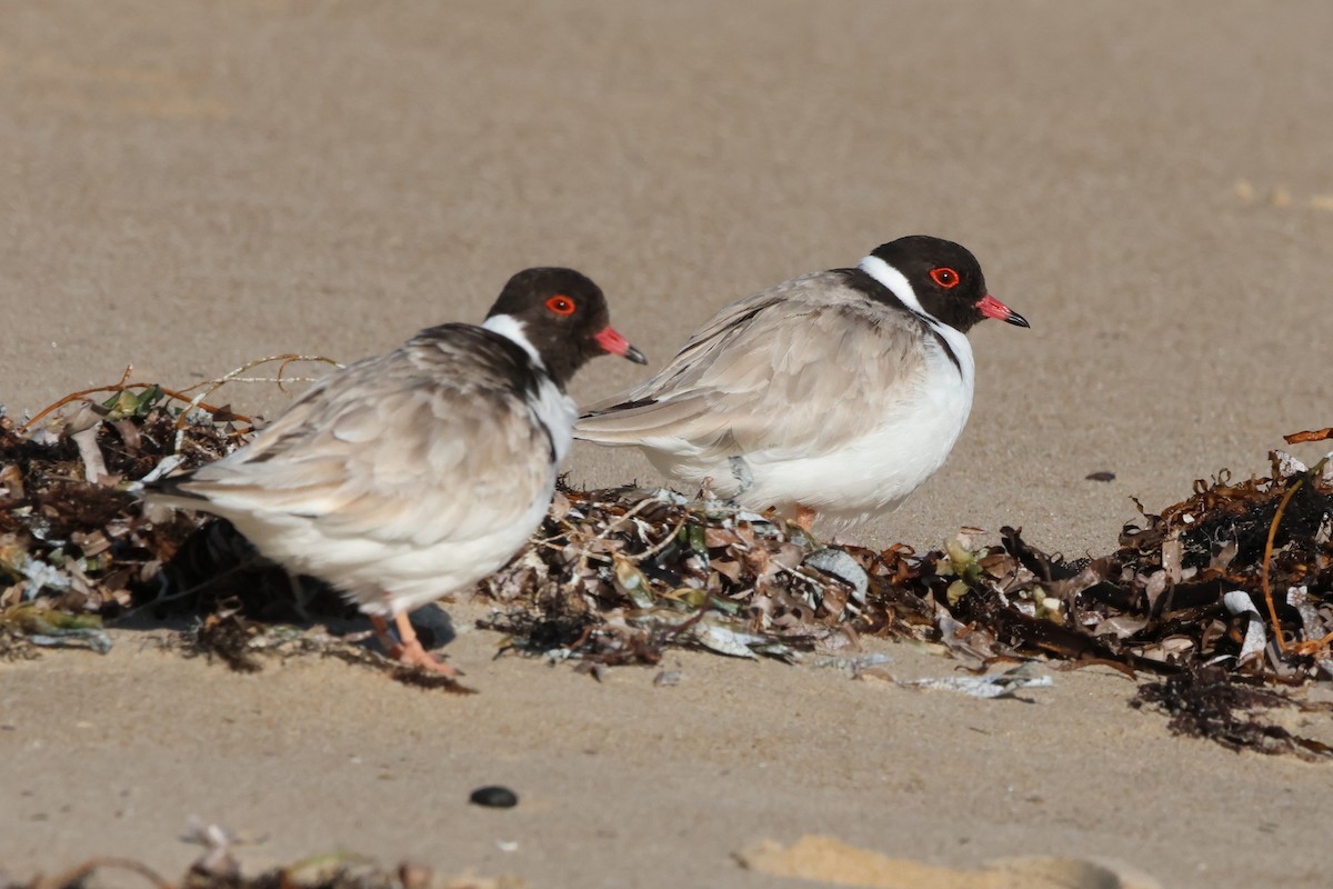 Hooded Plover - ML646225181