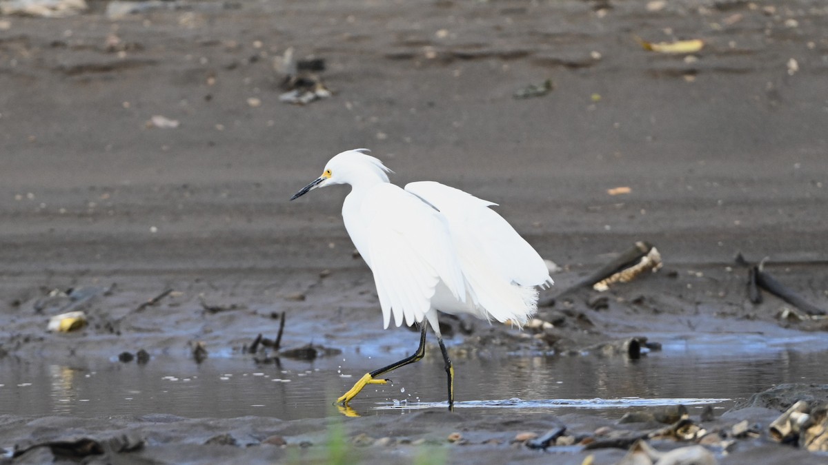 Snowy Egret - ML646225182