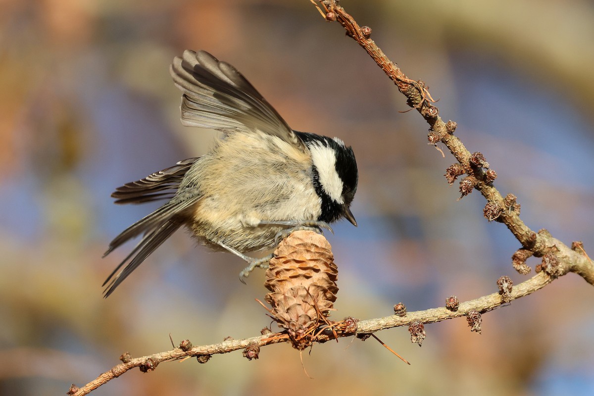 Coal Tit - ML646225183