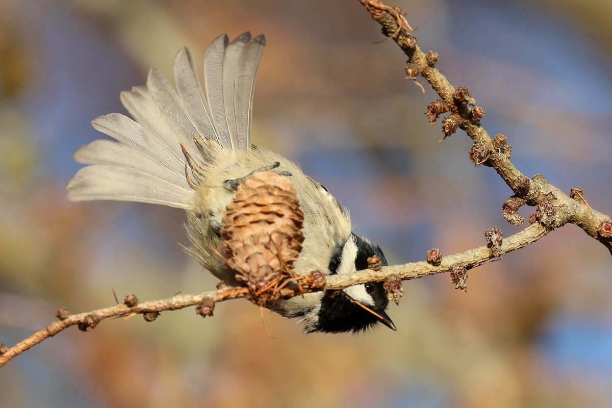 Coal Tit - ML646225186