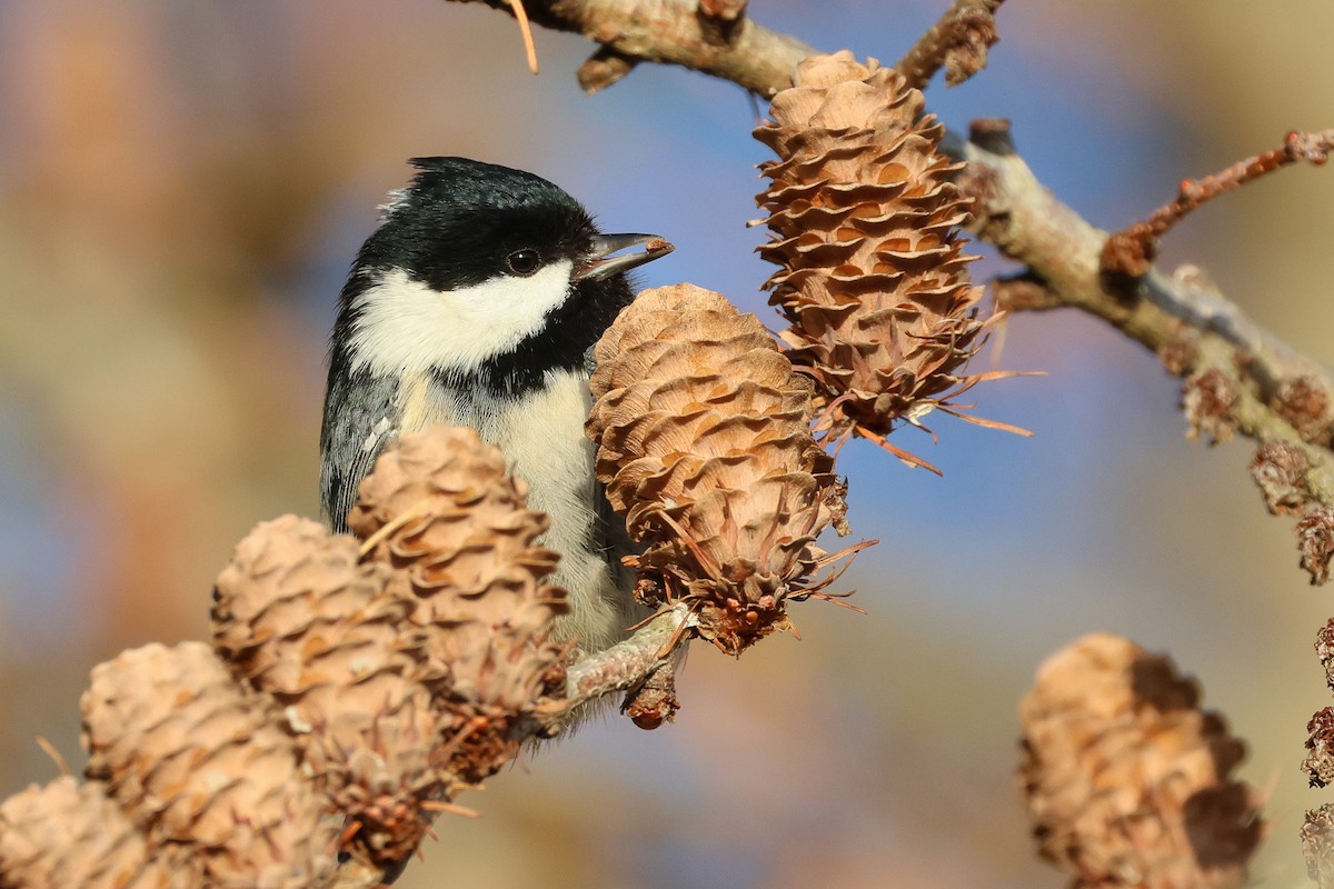 Coal Tit - ML646225189