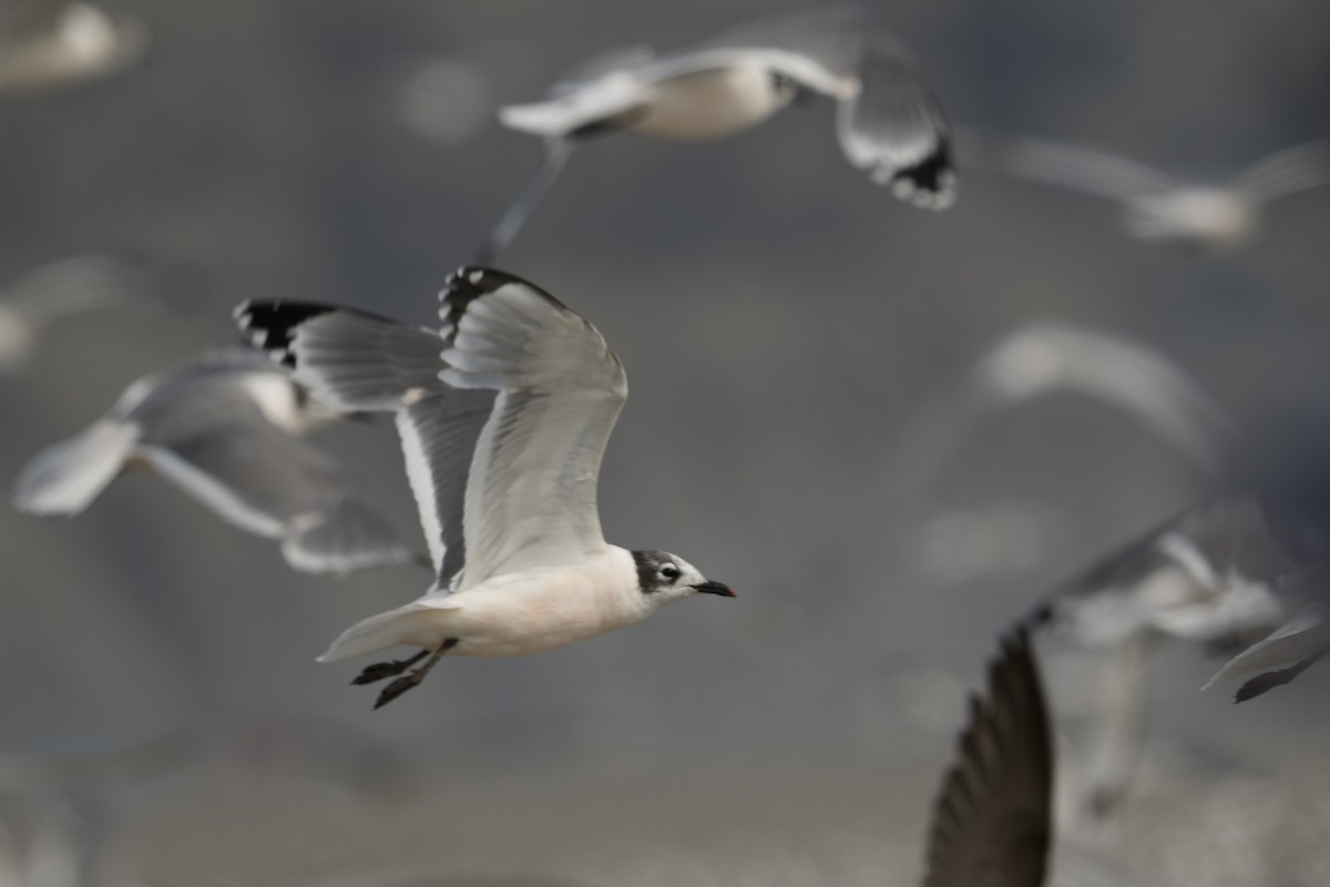 Franklin antxeta - ML646225190