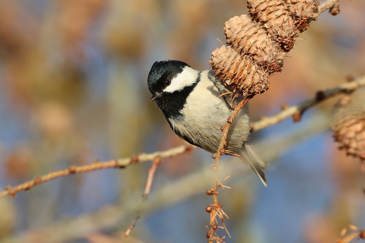 Coal Tit - ML646225191
