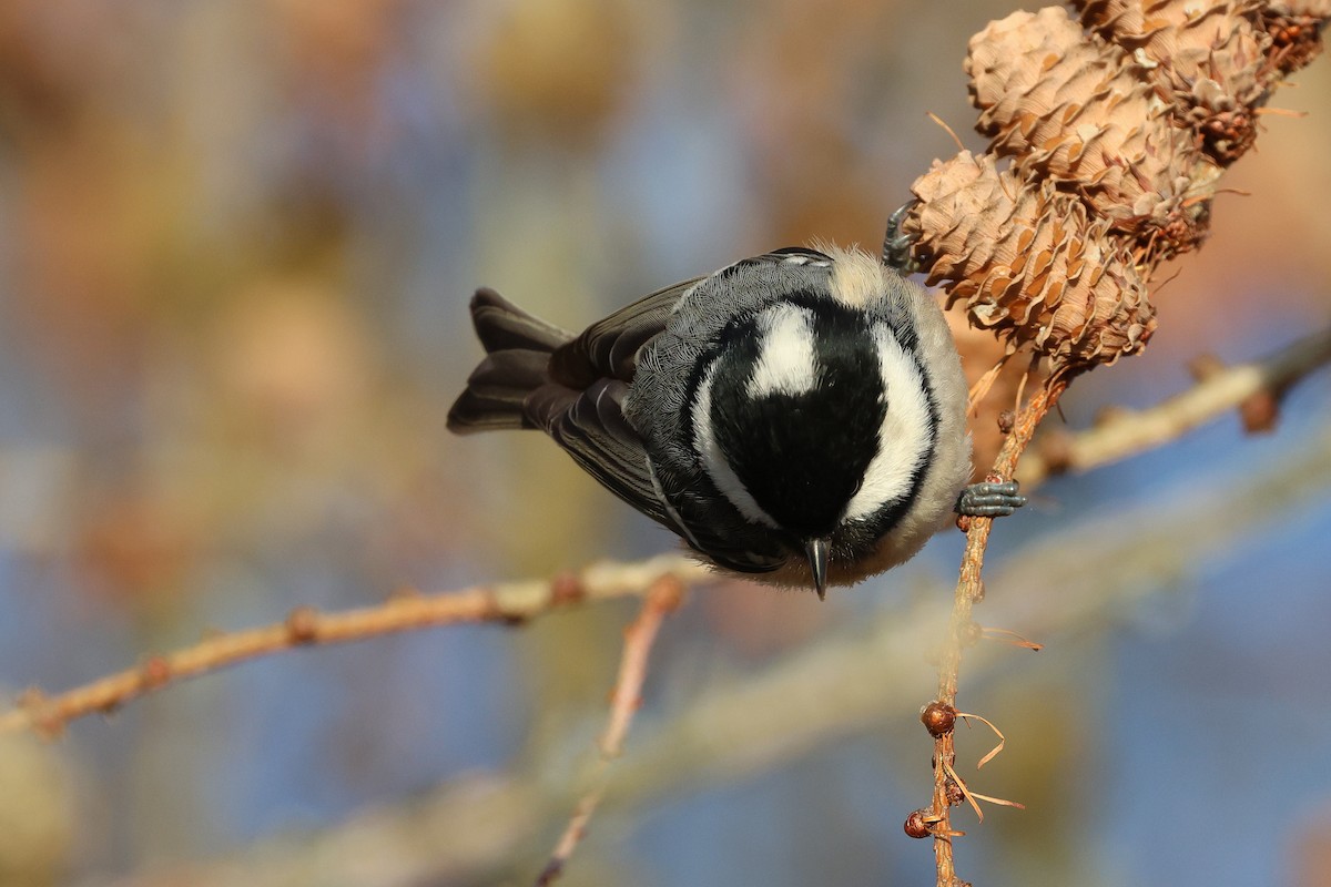 Coal Tit - ML646225192