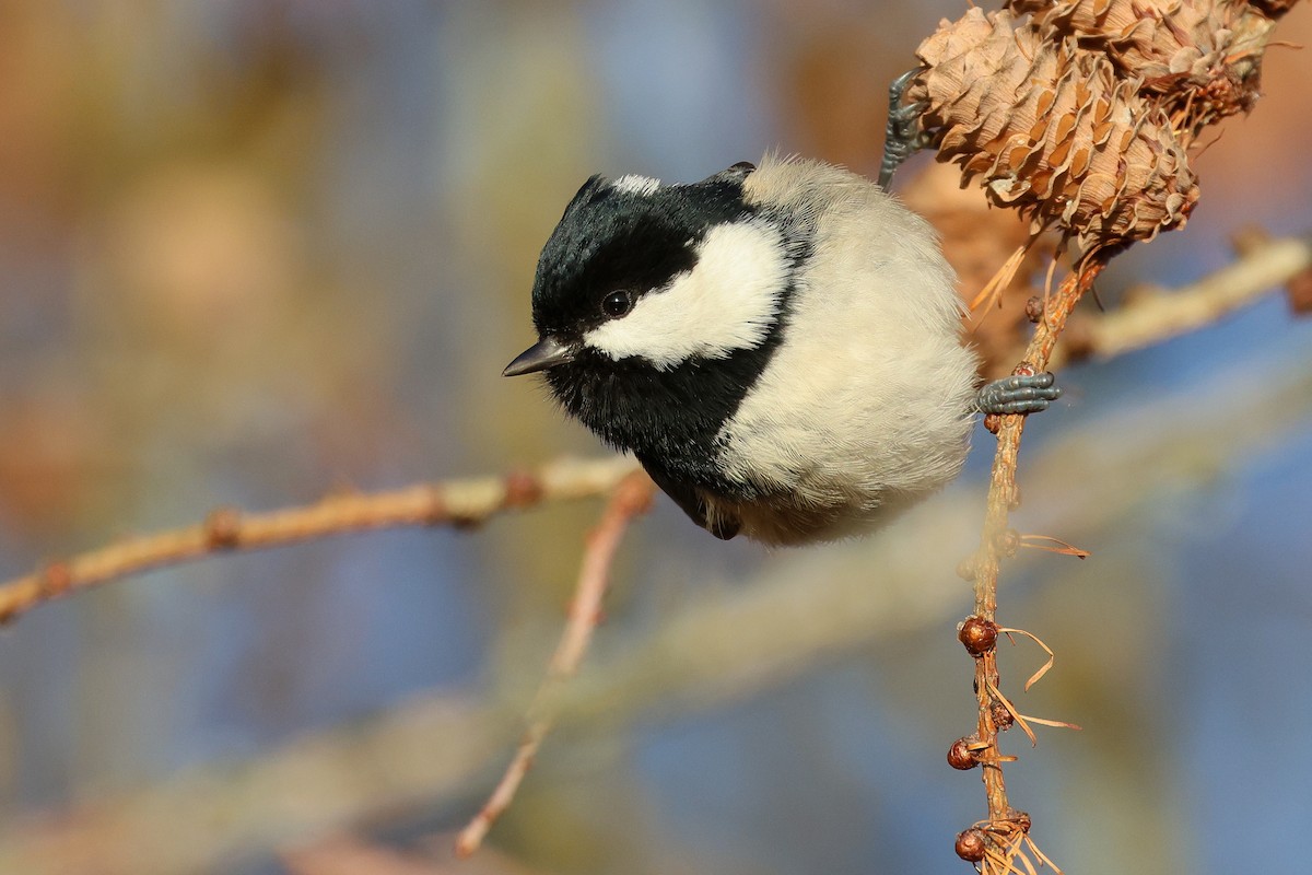 Coal Tit - ML646225193