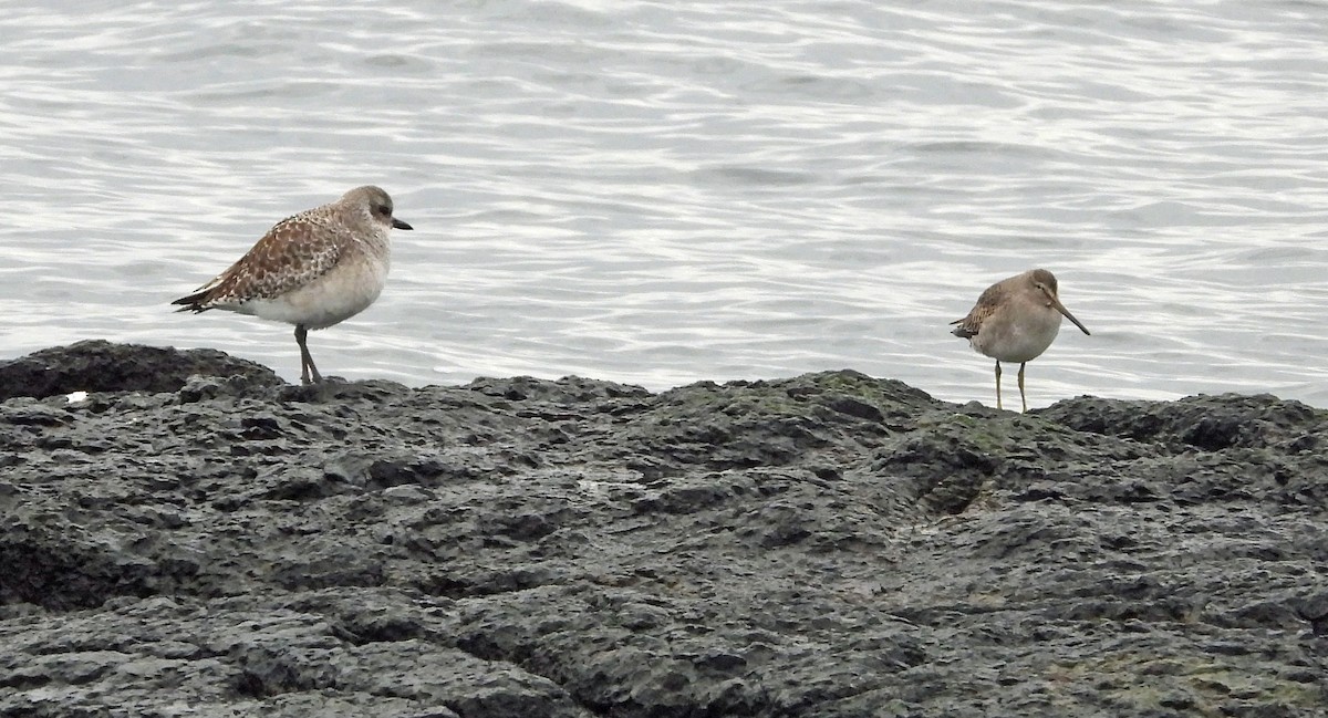 ダイゼン - ML646225194