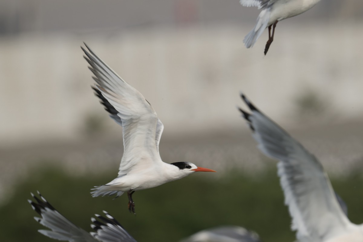 Txenada airosa - ML646225195