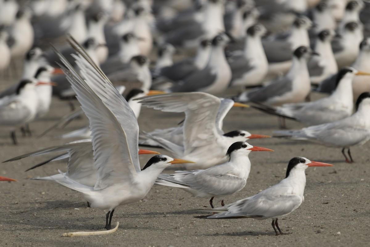 Txenada airosa - ML646225196