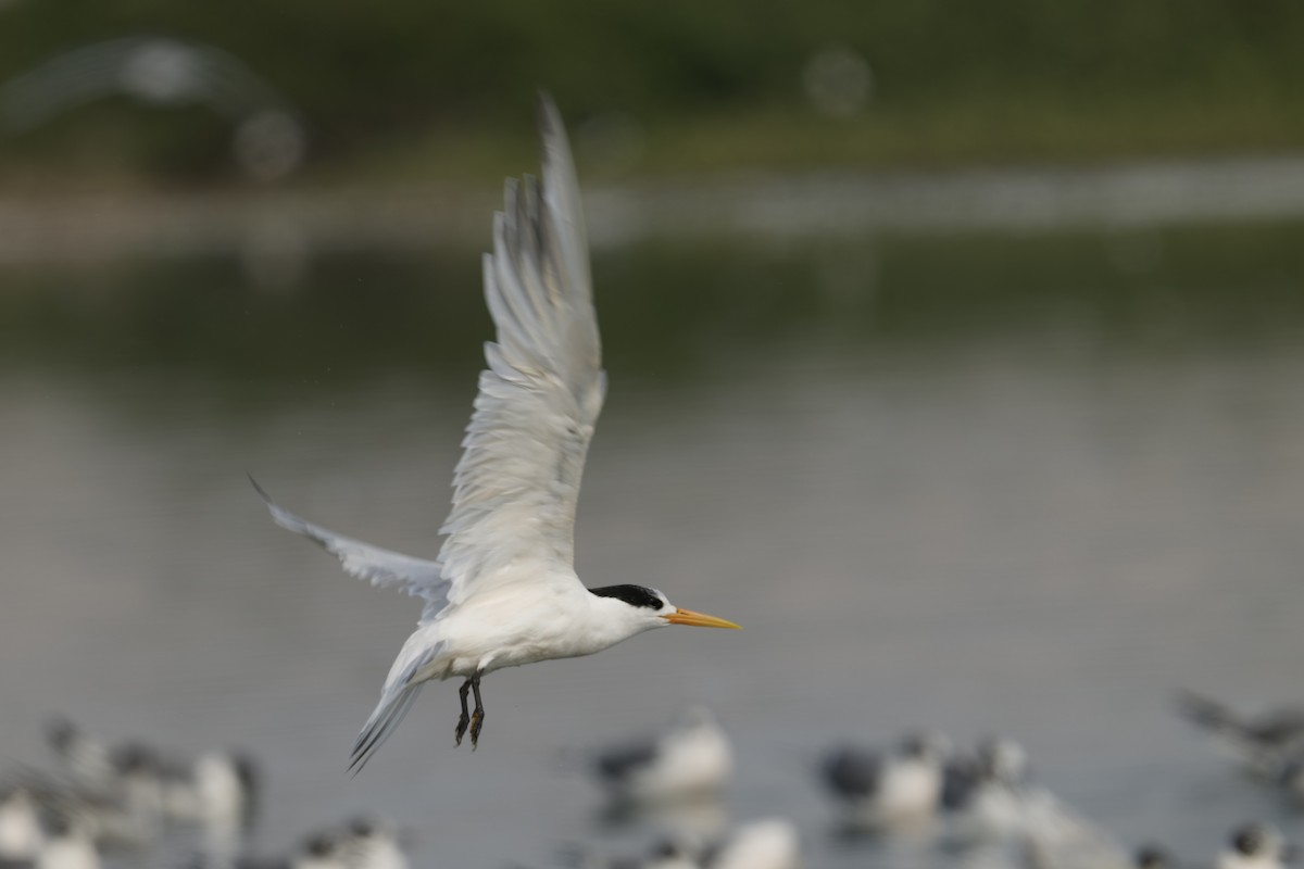 Txenada airosa - ML646225197