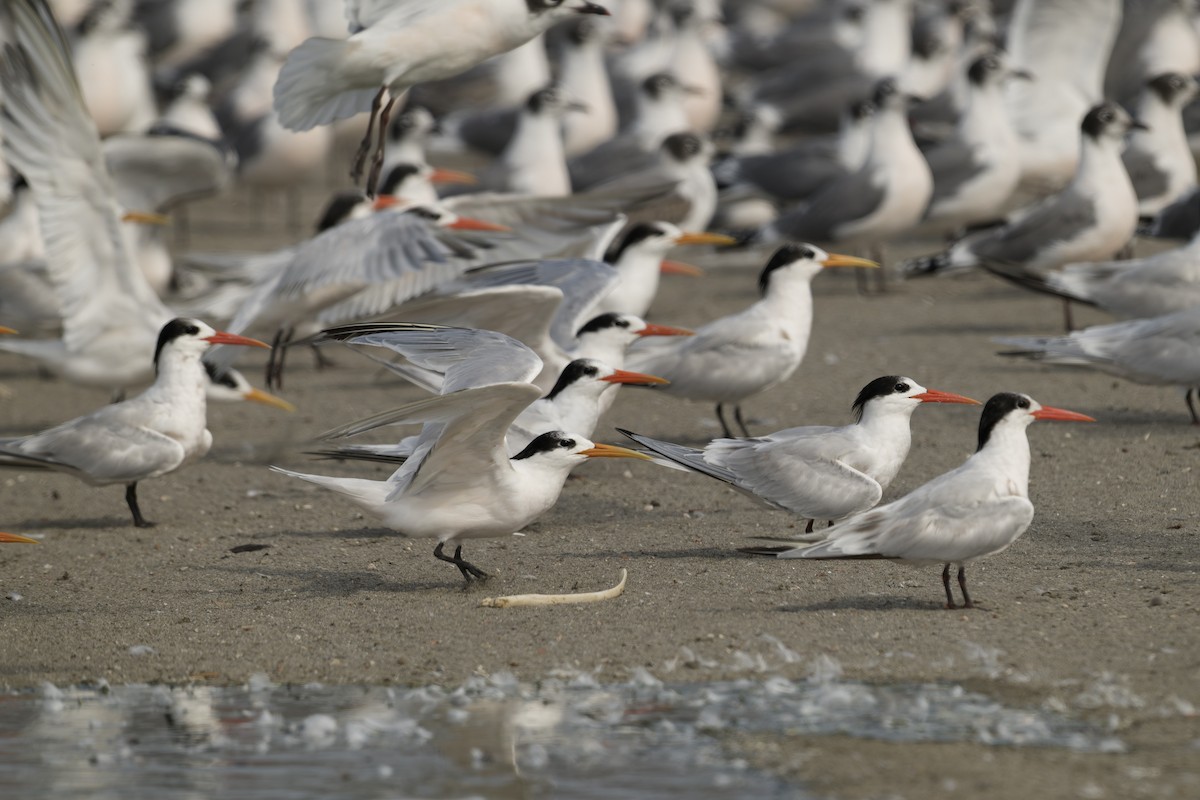 Txenada airosa - ML646225198