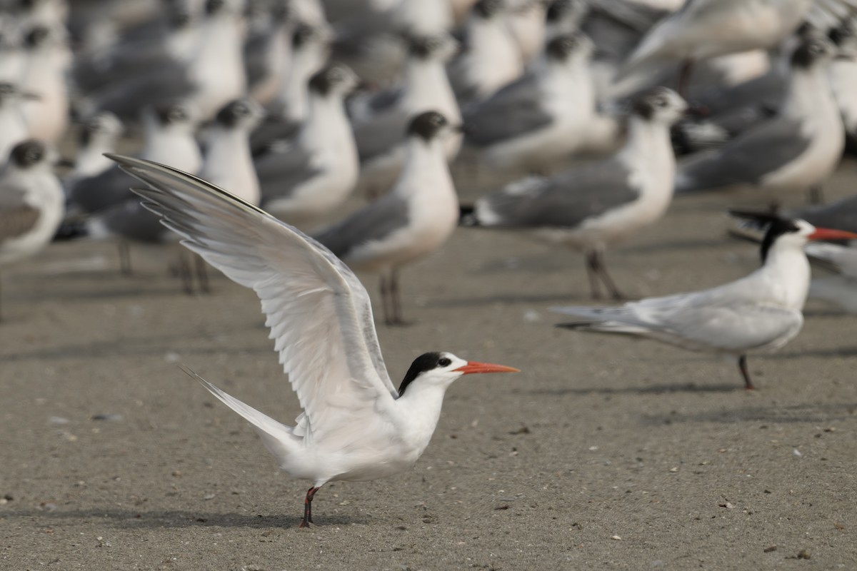 Txenada airosa - ML646225199