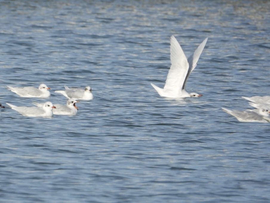 Mediterranean Gull - ML646225207