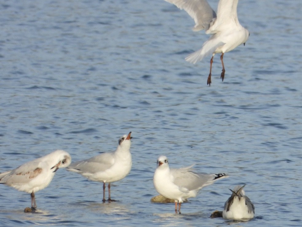Mediterranean Gull - ML646225208