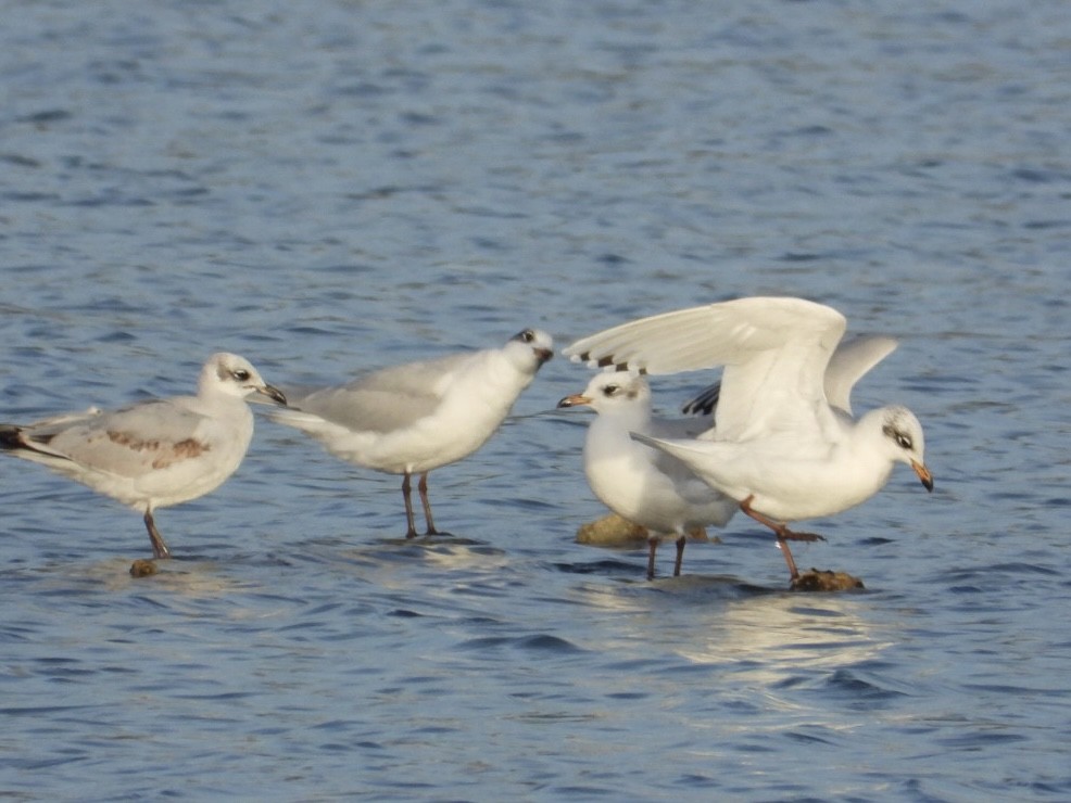 Mediterranean Gull - ML646225209