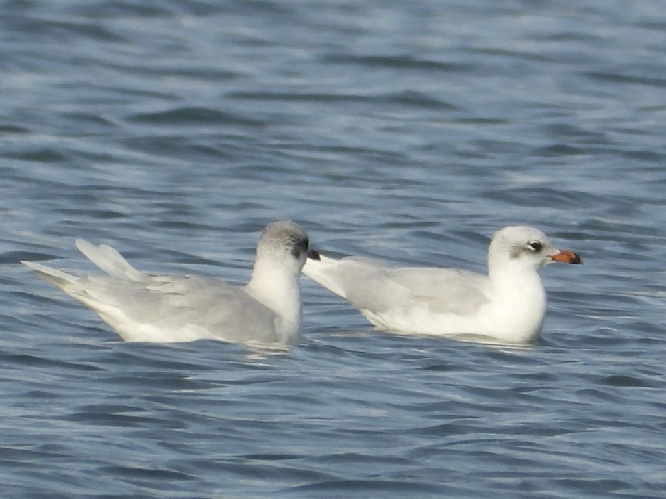 Mediterranean Gull - ML646225210