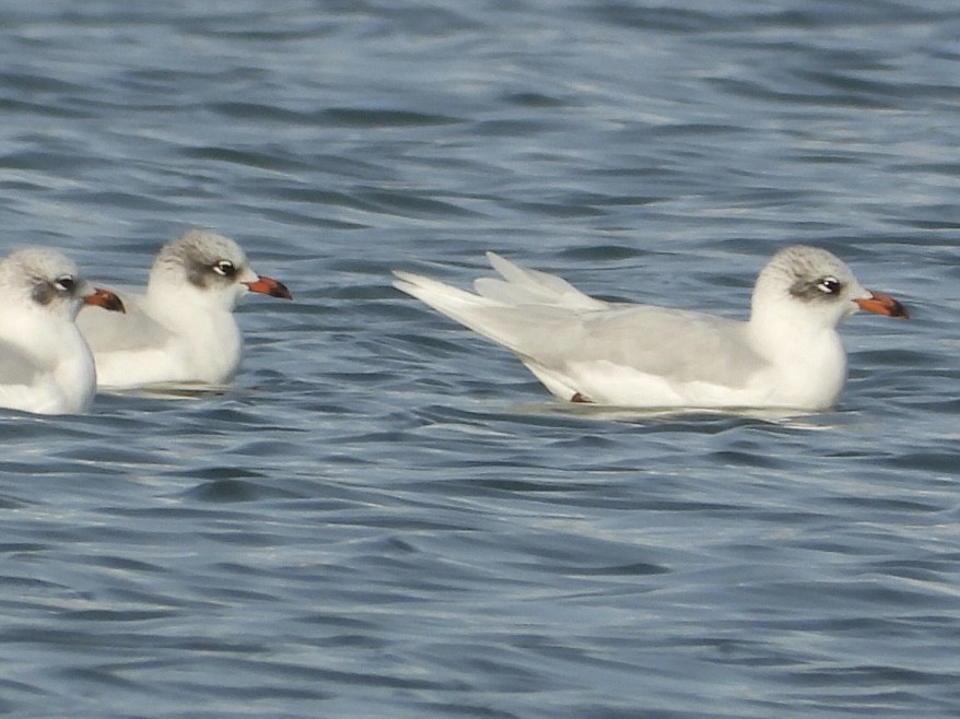 Mediterranean Gull - ML646225211