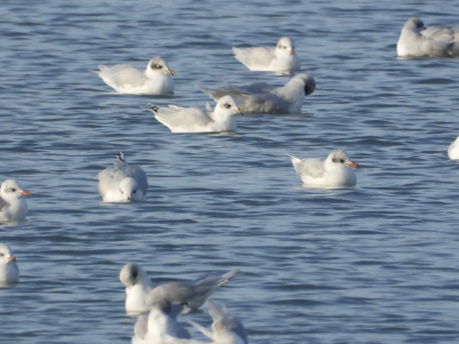 Mediterranean Gull - ML646225212