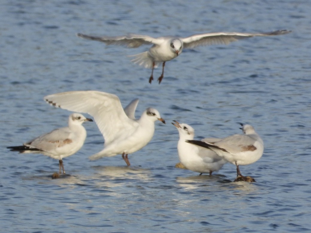 Mediterranean Gull - ML646225213