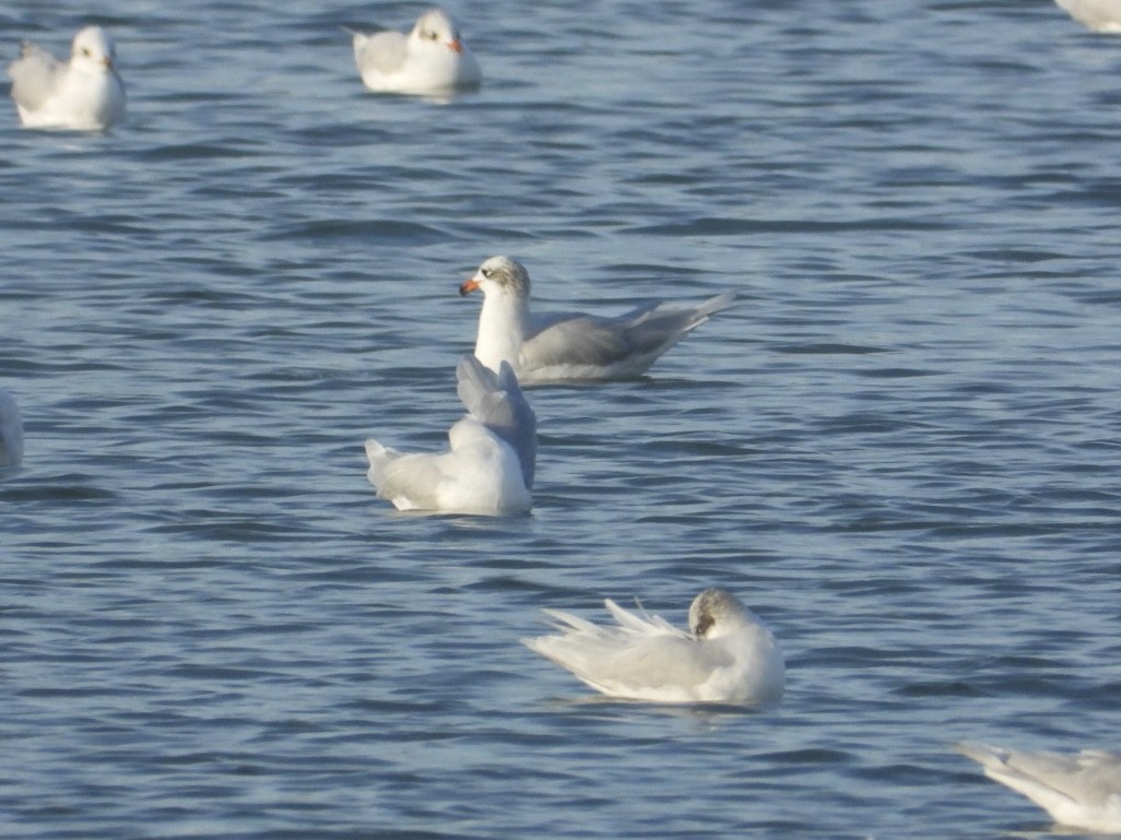 Mediterranean Gull - ML646225214