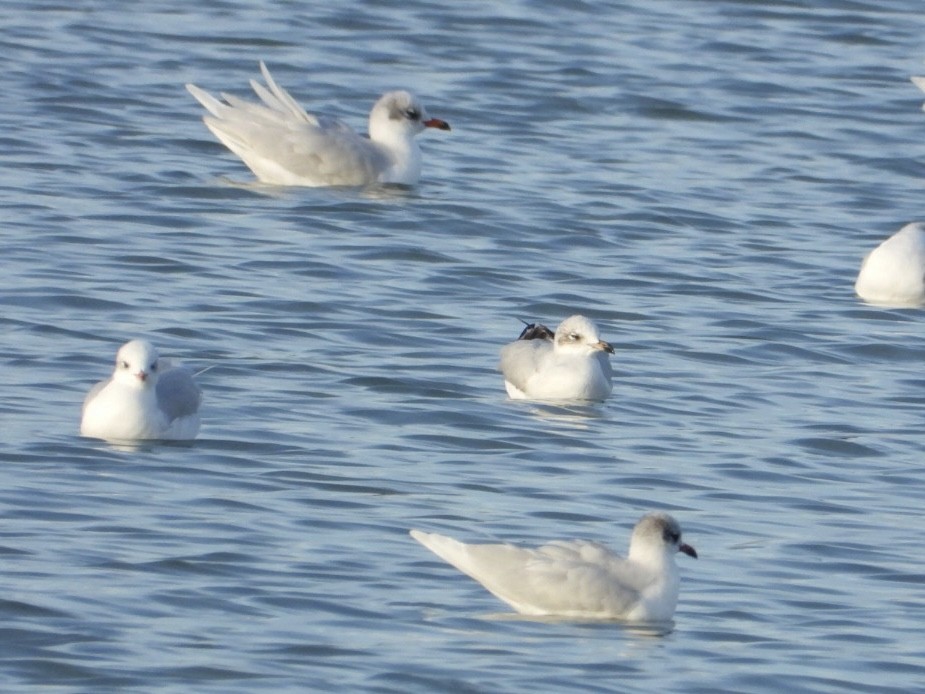 Mediterranean Gull - ML646225215