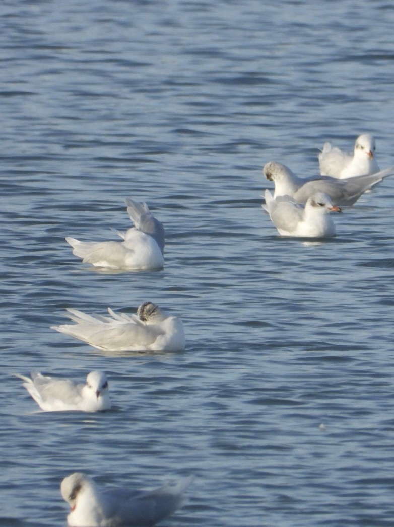 Mediterranean Gull - ML646225216