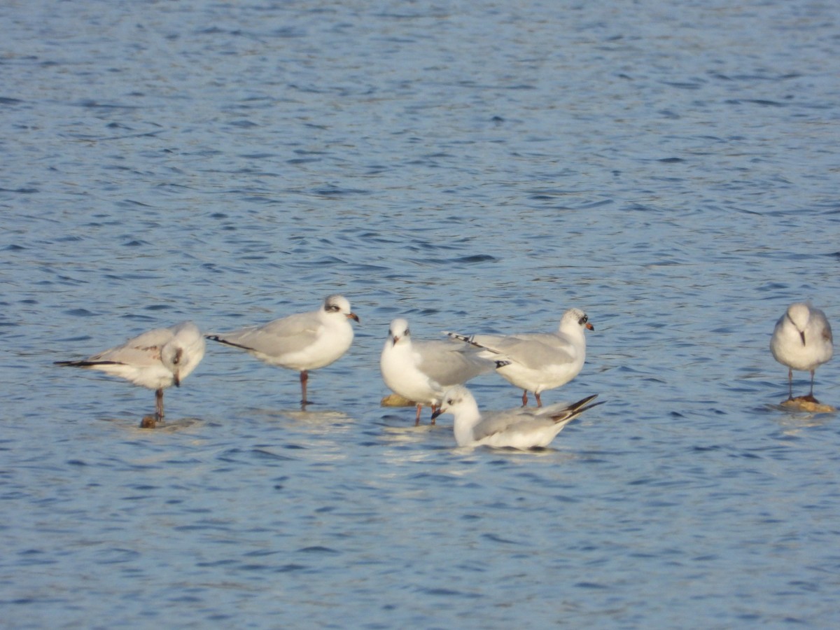 Mediterranean Gull - ML646225217