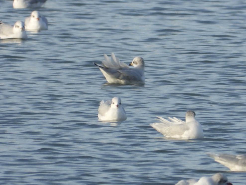 Mediterranean Gull - ML646225218