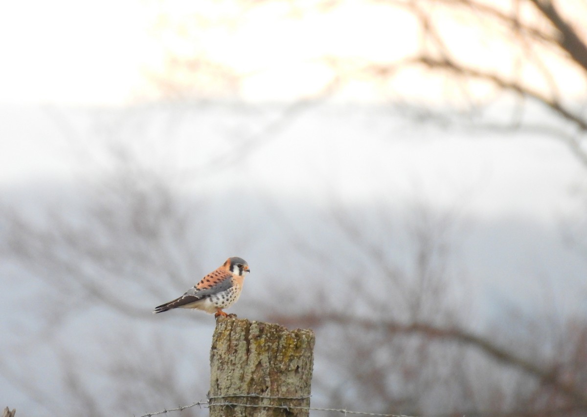 American Kestrel - ML646225220